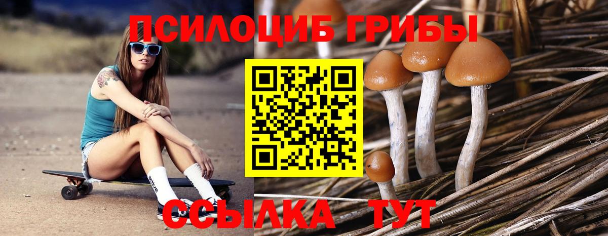 Новодвинск  Галлюциногенные грибы Psilocybine cubensis  Вход с VPN 